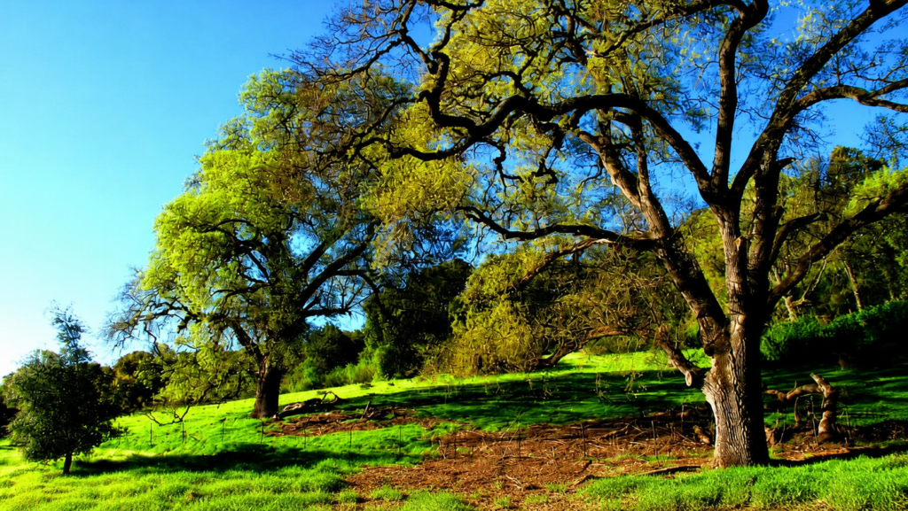 Oak trees and green hills at Pleasanton Ridge Regional Park