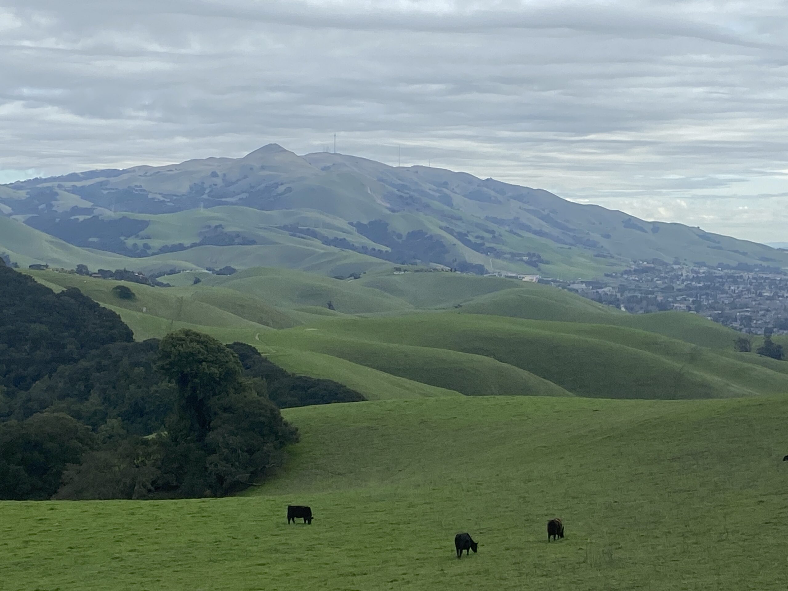 View from Vargas Plateau toward Mission Peak, with green hills and grazing cattle